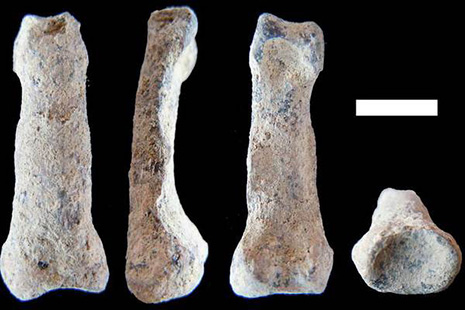 World`s Oldest Humanlike Hand Bone Sheds Light on Evolution